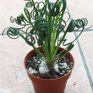 Albuca Spiralis Live Plant - Frizzle Sizzle Curly Succulent in 4 Inch Pot - Image 7