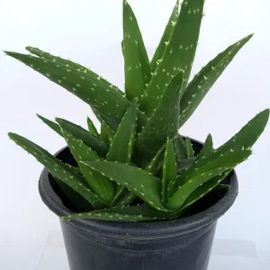 Aloe Brevifolia Live Succulent Plant - Rooted Starter Houseplant, Green - Image 2