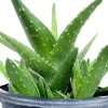 Aloe Brevifolia Live Succulent Plant - Rooted Starter Houseplant, Green - Image 1