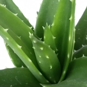 Aloe Brevifolia Live Succulent Plant - Rooted Starter Houseplant, Green - Image 3