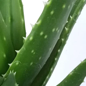 Aloe Brevifolia Live Succulent Plant - Rooted Starter Houseplant, Green - Image 4