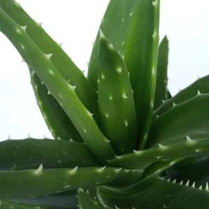 Aloe Brevifolia Live Succulent Plant - Rooted Starter Houseplant, Green - Image 5