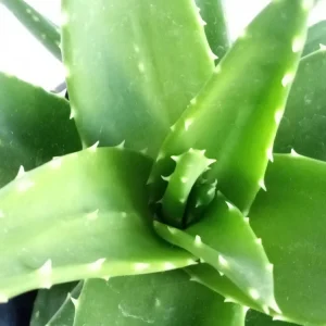 Aloe Brevifolia Live Succulent Plant - Rooted Starter Houseplant, Green - Image 6