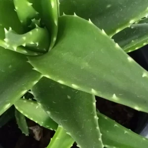 Aloe Brevifolia Live Succulent Plant - Rooted Starter Houseplant, Green - Image 7