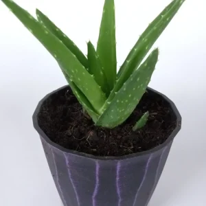 Aloe Brevifolia Live Succulent Plant - Rooted Starter Houseplant, Green - Image 8