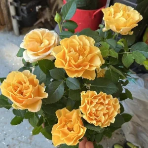 Apricot Rose Starter Live Plant - Beautiful Rose Bush, 3-6 inches - Image 2