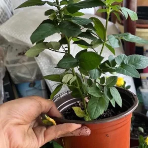 Apricot Rose Starter Live Plant - Beautiful Rose Bush, 3-6 inches - Image 3