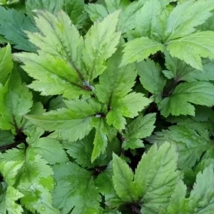 Ashitaba Live Plant - Angelica Keiskei Japanese Tomorrow's Leaf - 1 Rooted Starter Plant - Outdoor - Image 10