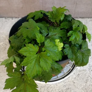 Ashitaba Live Plant - Angelica Keiskei Japanese Tomorrow's Leaf - 1 Rooted Starter Plant - Outdoor - Image 2