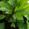 Ashitaba Live Plant - Angelica Keiskei Japanese Tomorrow's Leaf - 1 Rooted Starter Plant - Outdoor - Image 1