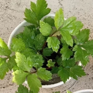 Ashitaba Live Plant - Angelica Keiskei Japanese Tomorrow's Leaf - 1 Rooted Starter Plant - Outdoor - Image 7