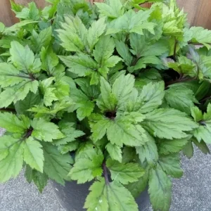 Ashitaba Live Plant - Angelica Keiskei Japanese Tomorrow's Leaf - 1 Rooted Starter Plant - Outdoor - Image 8