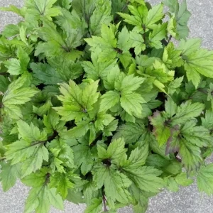 Ashitaba Live Plant - Angelica Keiskei Japanese Tomorrow's Leaf - 1 Rooted Starter Plant - Outdoor - Image 9