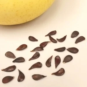 Asian Sand Pear Seed Pack – 10 Edible Fruit Tree Seeds – Pyrus Pyrifolia – Outdoor - Image 3