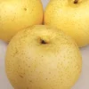 Asian Sand Pear Seed Pack – 10 Edible Fruit Tree Seeds – Pyrus Pyrifolia – Outdoor - Image 1