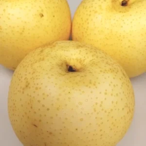 Asian Sand Pear Seed Pack – 10 Edible Fruit Tree Seeds – Pyrus Pyrifolia – Outdoor - Image 1