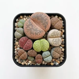 Assorted Lithops Live Plants - Living Stones Succulents, 2-3 Plants in 2" Pot - Image 1