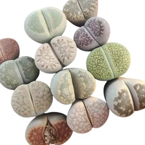 Assorted Lithops Live Plants - Living Stones Succulents, 2-3 Plants in 2