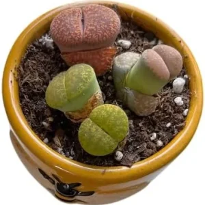 Assorted Lithops Live Plants - Living Stones Succulents, 2-3 Plants in 2