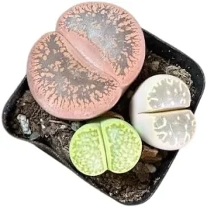 Assorted Lithops Live Plants - Living Stones Succulents, 2-3 Plants in 2