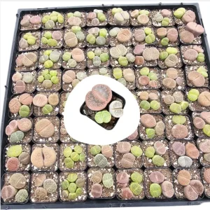 Assorted Lithops Live Plants Succulent, 2 inch Pot, Living Stones - Image 2