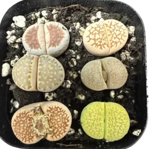 Assorted Lithops Live Plants Succulent, 2 inch Pot, Living Stones - Image 6