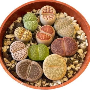 Assorted Lithops Live Plants Succulent, 2 inch Pot, Living Stones - Image 7