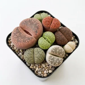 Assorted Lithops Live Plants Succulent, 2 inch Pot, Living Stones - Image 1