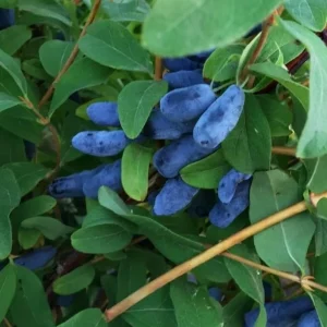 Aurora Haskap Berry Plant - Cold Hardy Edible Honeysuckle Bush, Dormant Seedling, 6-12