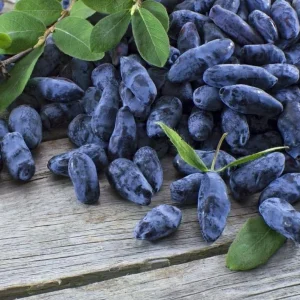 Aurora Haskap Berry Plant - Cold Hardy Edible Honeysuckle Bush, Dormant Seedling, 6-12