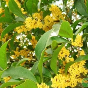 Bay Laurel Live Plant – Sweet Bay Leaf Tree – 1 Gallon – Fragrant Culinary Herb - Image 2