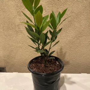 Bay Laurel Live Plant – Sweet Bay Leaf Tree – 1 Gallon – Fragrant Culinary Herb - Image 3