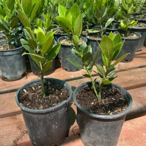 Bay Laurel Live Plant – Sweet Bay Leaf Tree – 1 Gallon – Fragrant Culinary Herb - Image 4