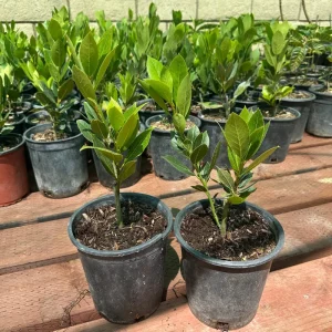 Bay Laurel Live Plant – Sweet Bay Leaf Tree – 1 Gallon – Fragrant Culinary Herb - Image 5