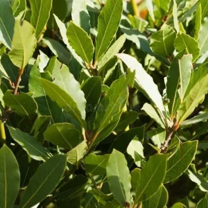 Bay Laurel Live Plant – Sweet Bay Leaf Tree – 1 Gallon – Fragrant Culinary Herb - Image 9