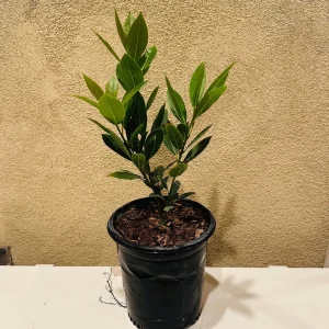Bay Laurel Live Plant – Sweet Bay Leaf Tree – 1 Gallon – Fragrant Culinary Herb - Image 1