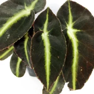 Begonia Listada Live Plant - Rare Striped Begonia, 4 inch Pot, Easy Indoor Foliage - Image 2
