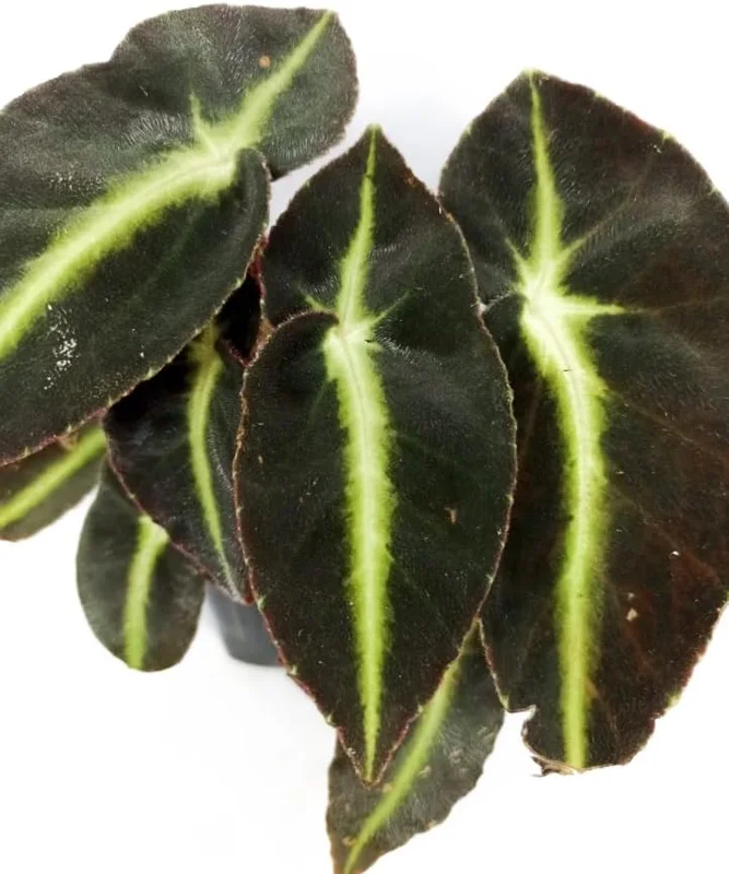 Begonia Listada Live Plant - Rare Striped Begonia, 4 inch Pot, Easy Indoor Foliage - Image 2