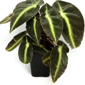 Begonia Listada Live Plant - Rare Striped Begonia, 4 inch Pot, Easy Indoor Foliage - Image 3