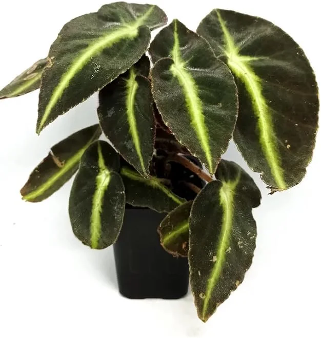 Begonia Listada Live Plant - Rare Striped Begonia, 4 inch Pot, Easy Indoor Foliage - Image 3
