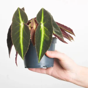 Begonia Listada Live Plant - Rare Striped Begonia, 4 inch Pot, Easy Indoor Foliage - Image 4