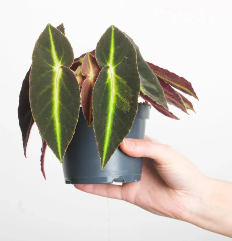 Begonia Listada Live Plant - Rare Striped Begonia, 4 inch Pot, Easy Indoor Foliage - Image 4