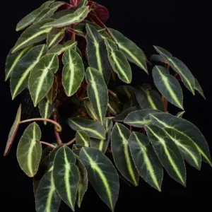 Begonia Listada Live Plant - Rare Striped Begonia, 4 inch Pot, Easy Indoor Foliage - Image 5
