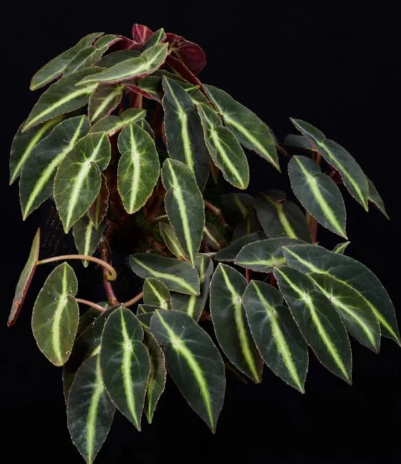 Begonia Listada Live Plant - Rare Striped Begonia, 4 inch Pot, Easy Indoor Foliage - Image 5