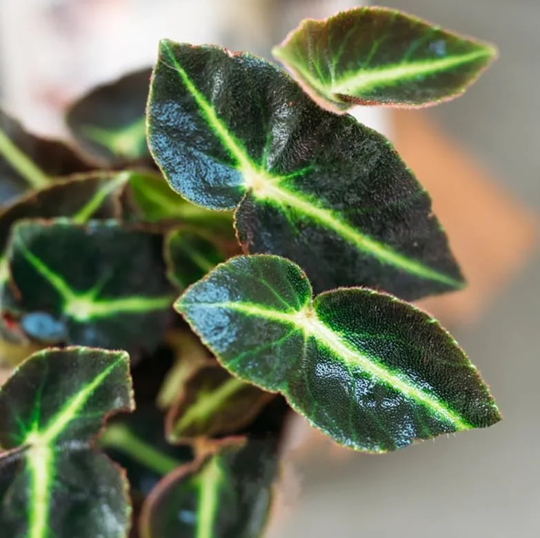 Begonia Listada Live Plant - Rare Striped Begonia, 4 inch Pot, Easy Indoor Foliage - Image 6