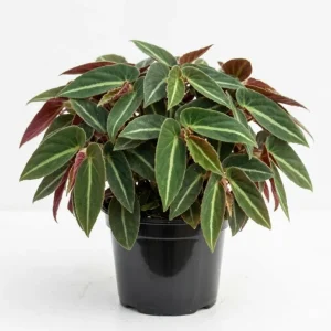 Begonia Listada Live Plant - Rare Striped Begonia, 4 inch Pot, Easy Indoor Foliage - Image 1