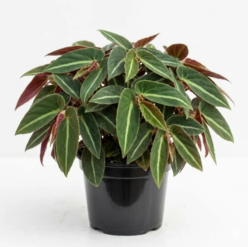 Begonia Listada Live Plant - Rare Striped Begonia, 4 inch Pot, Easy Indoor Foliage - Image 1