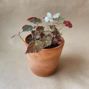 Begonia Tiger Paws Live Plant - Eyelash Begonia Houseplant, 4 inch Pot - Image 2