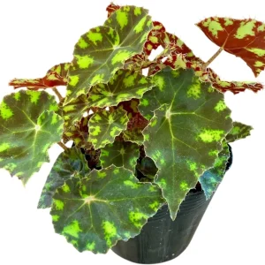 Begonia Tiger Paws Live Plant - Eyelash Begonia Houseplant, 4 inch Pot - Image 3