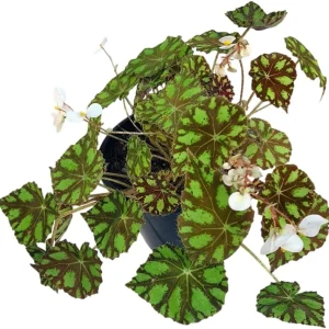 Begonia Tiger Paws Live Plant - Eyelash Begonia Houseplant, 4 inch Pot - Image 5